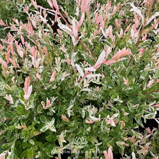 Salix integra hakuro nishiki