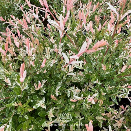 Salix integra hakuro nishiki