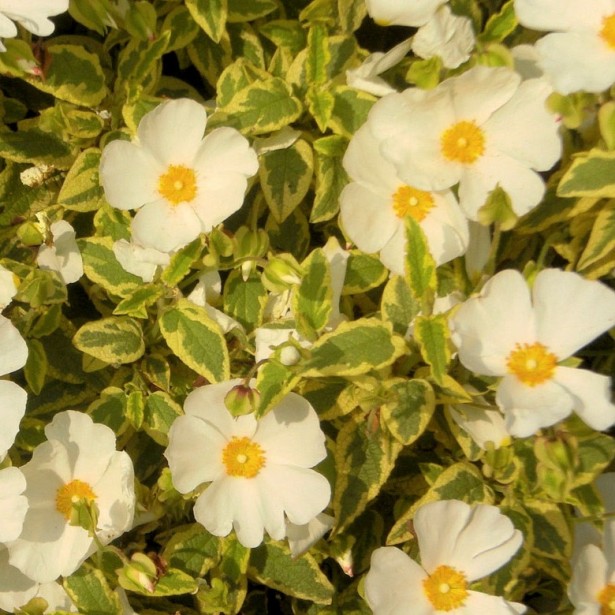 Ciste corbariensis little miss sunshine