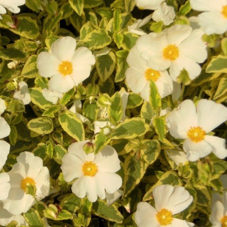 Ciste corbariensis little miss sunshine