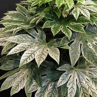Fatsia jap spiders web
