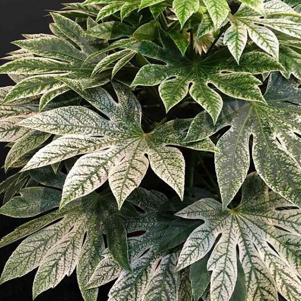 Fatsia jap spiders web
