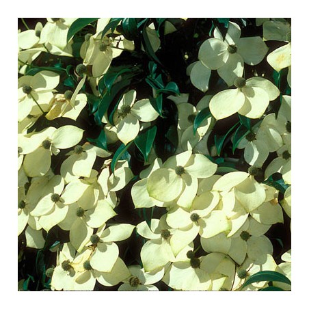 Cornus angustata empress of china