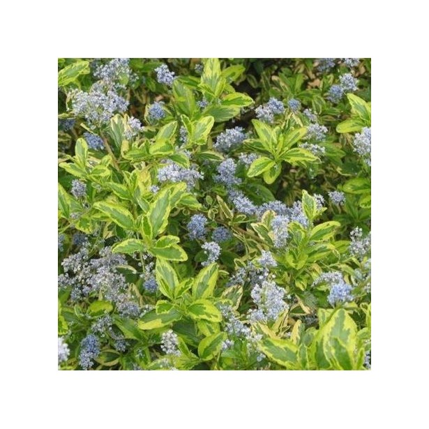 Ceanothus el dorado