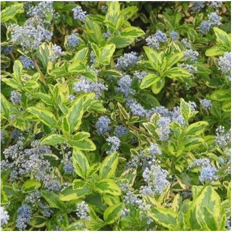 Ceanothus el dorado
