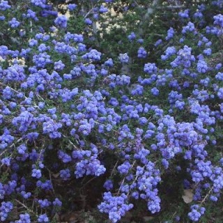 Ceanothus Julia Phelpe