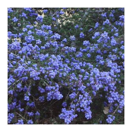 Ceanothus Julia Phelpe