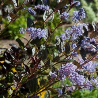 Ceanothus tuxedo