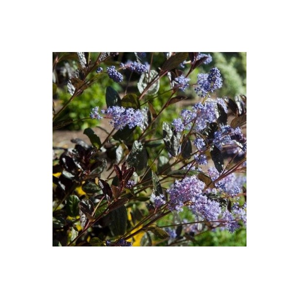 Ceanothus tuxedo