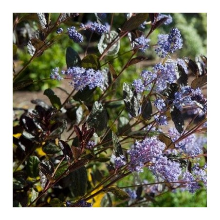 Ceanothus tuxedo