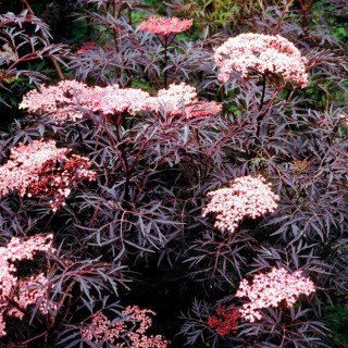 Sambucus nigra black lace