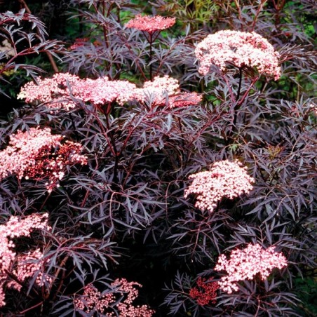 Sambucus nigra black lace
