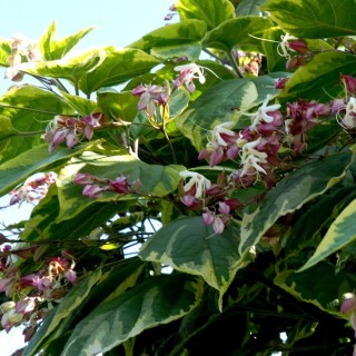 Clerodendron trichotomum variegatum
