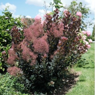 Cotinus coggygria magical torch