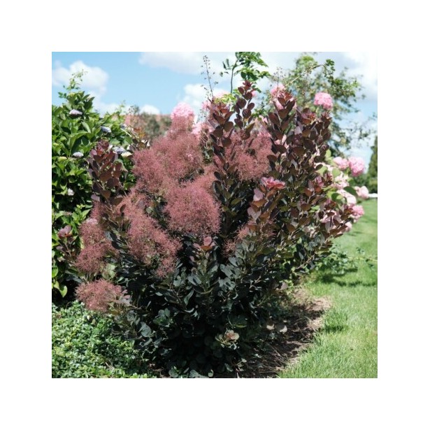 Cotinus coggygria magical torch