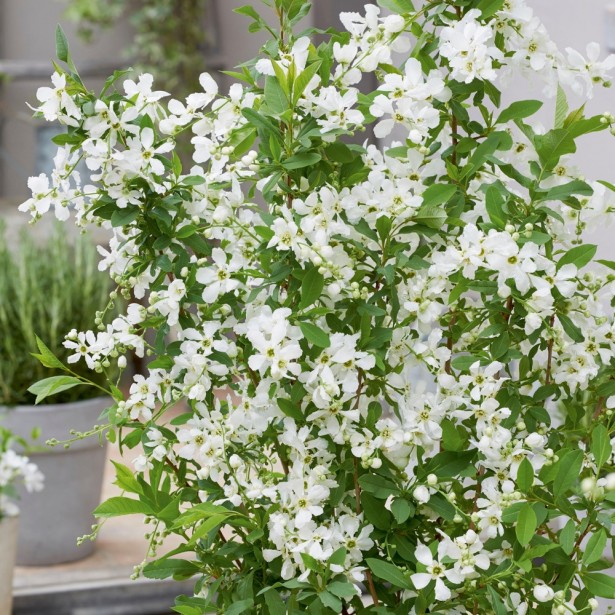 Exochorda macrantha blushing pearl