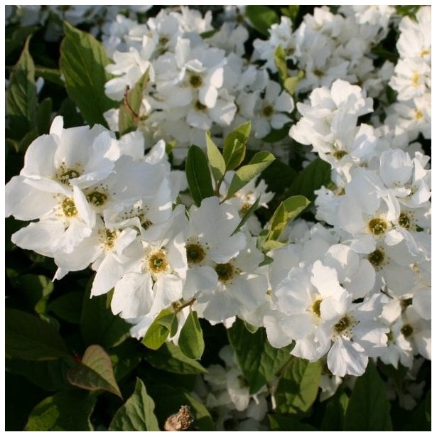 Exochorda macrantha blushing pearl