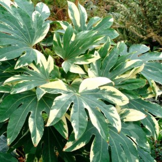 Fatsia japonica variegata