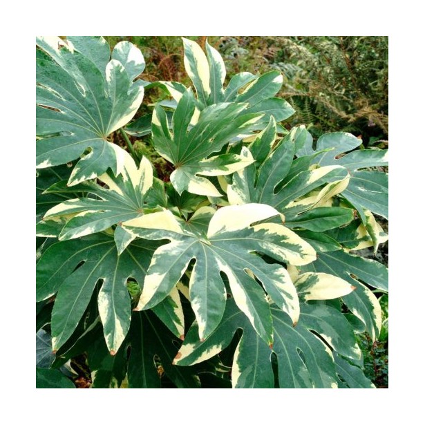 Fatsia japonica variegata