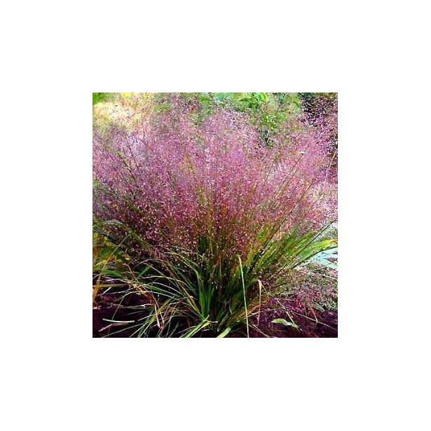 Eragrostis purple lovegrass