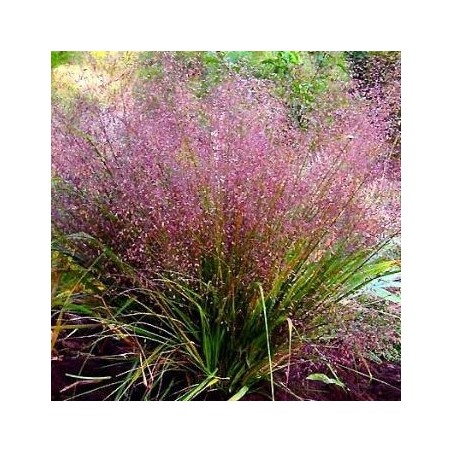 Eragrostis purple lovegrass