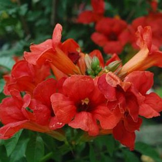 Campsis summer jazz fire trumpet