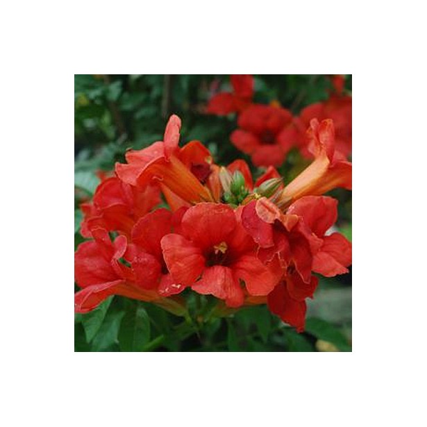 Campsis summer jazz fire trumpet