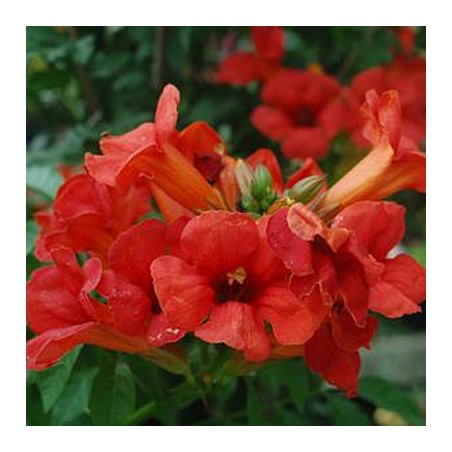 Campsis summer jazz fire trumpet