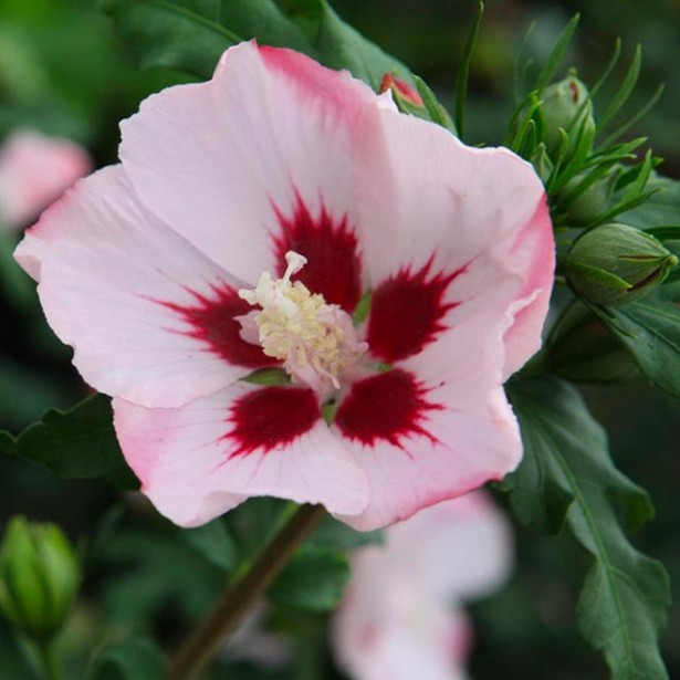 Hibiscus syriacus hamabo