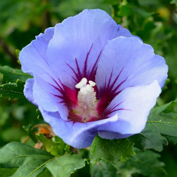 Hibiscus syriacus marina
