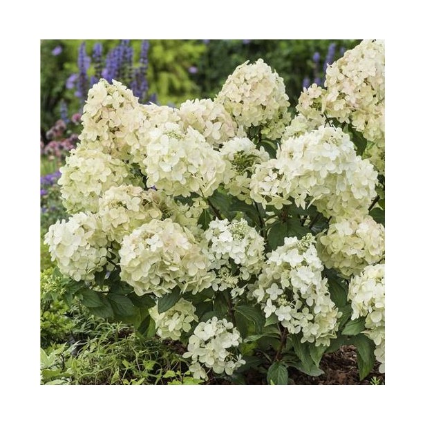 Hydrangea paniculata petite star