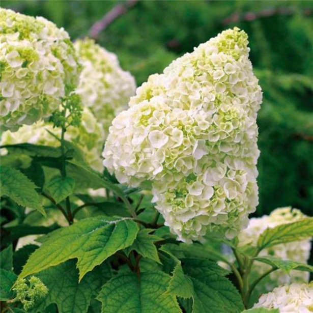 Hydrangea quercifolia gatsby moon