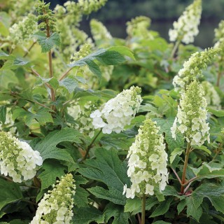 Hydrangea quercifolia gatsby girl