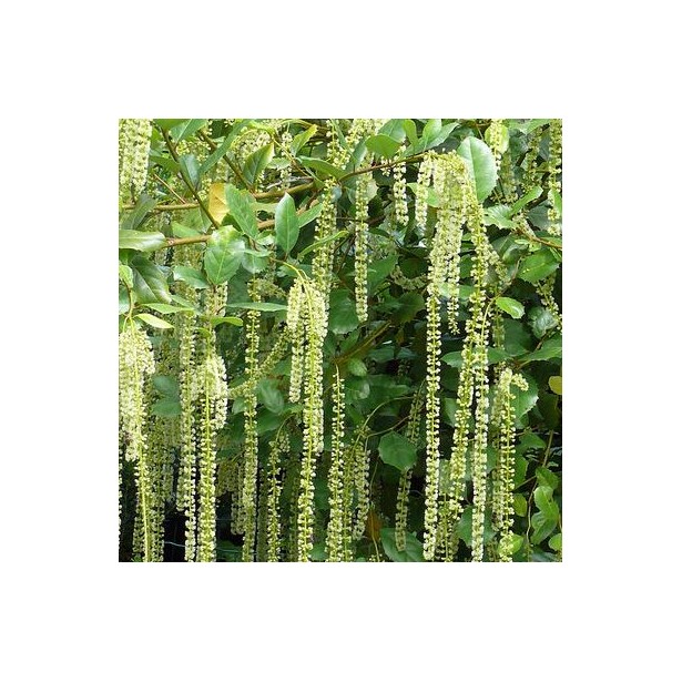 Itea ilicifolia