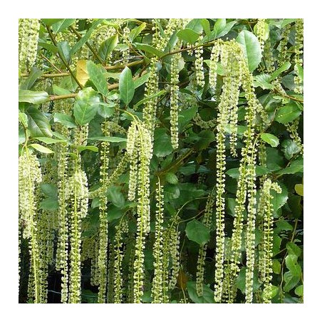Itea ilicifolia