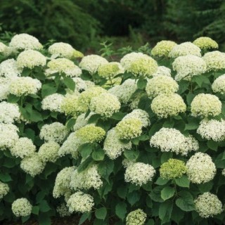 Hydrangea arborescens limetta