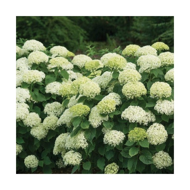 Hydrangea arborescens limetta