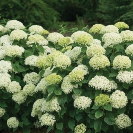 Hydrangea arborescens limetta