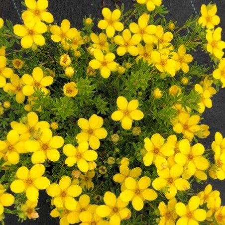 Potentilla bella lindsey