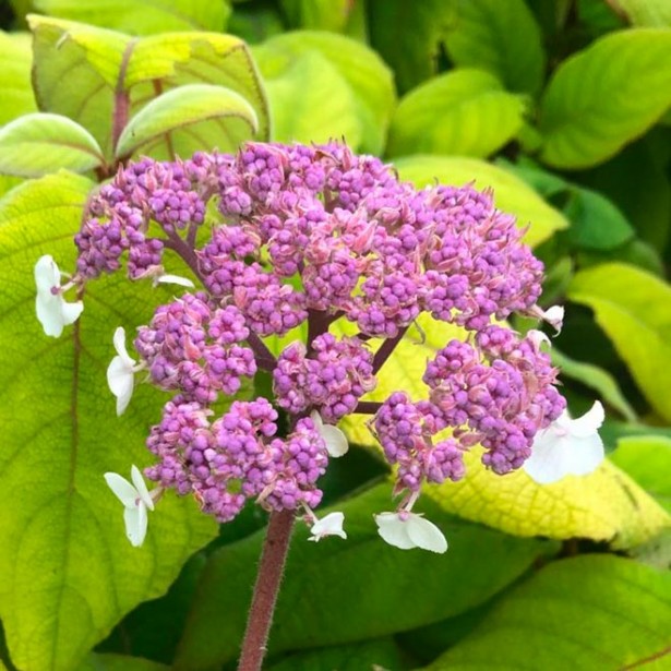 Hydrangea aspera goldrush