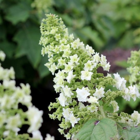 Hydrangea quercifolia gatsby star