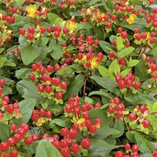 Hypericum X inodorum miracle attraction