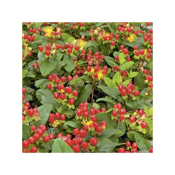 Hypericum X inodorum miracle attraction