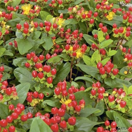 Hypericum X inodorum miracle attraction