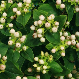 Hypericum X inodorum miracle blizz