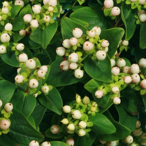 Hypericum X inodorum miracle blizz