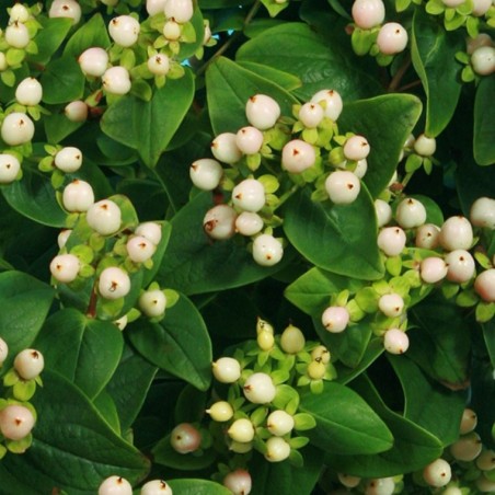 Hypericum X inodorum miracle blizz