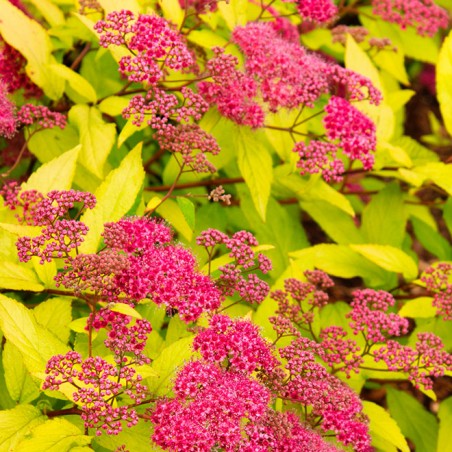 Spirea japonica sungold