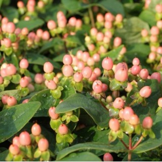 Hypericum X inodorum miracle blossom