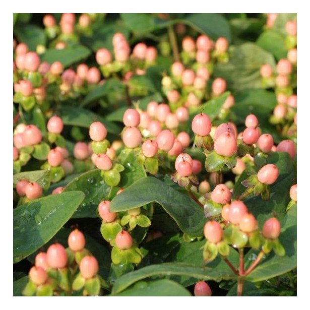 Hypericum X inodorum miracle blossom